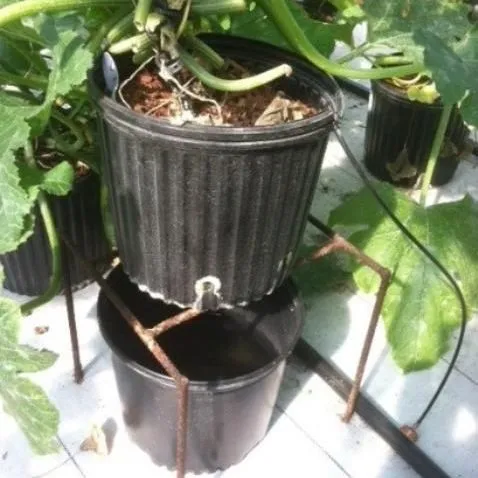 thumbnail for publication: Water and Nutrient Management Guidelines for Greenhouse Hydroponic Vegetable Production in Florida